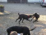 Scilla och Lexi fajtas om en mjukisråtta.